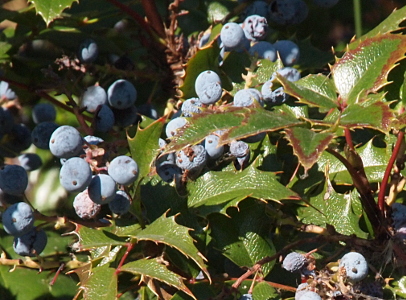 [These look like oblong blueberries including having sharp points on their green leaves.]